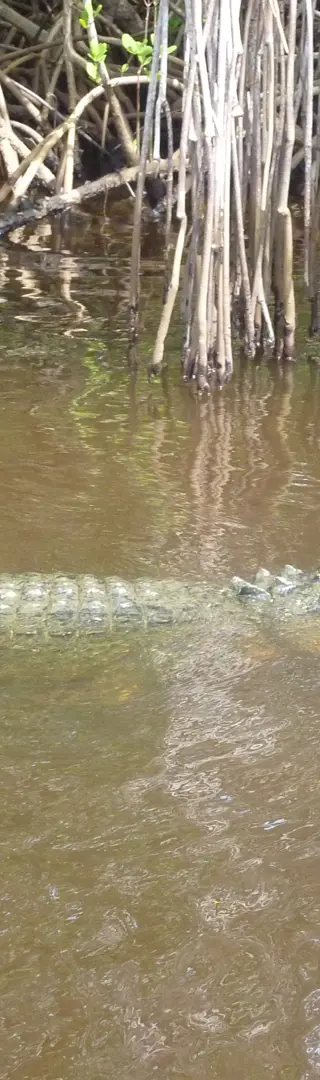 Alligator